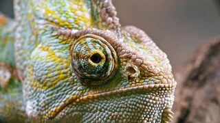 Chameleon