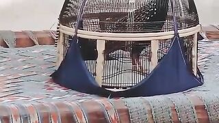 Cage bird ll bird