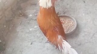 Bird of a cage ll cage