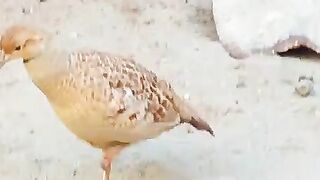 Belcha ll bird