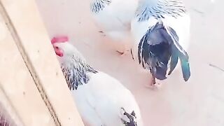 Black tail ll chicken
