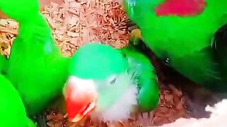 What kind of parrots