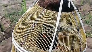 Pretty lovely birds