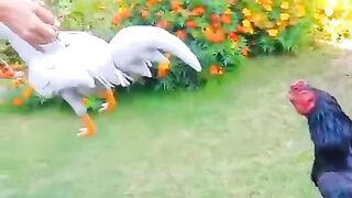 Black white confrontation