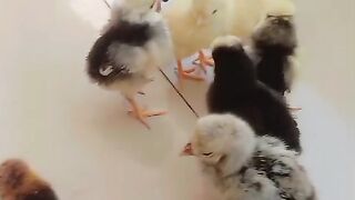 Chicken ll small beaks