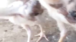 Turkish hint
