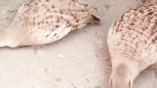 From the ground