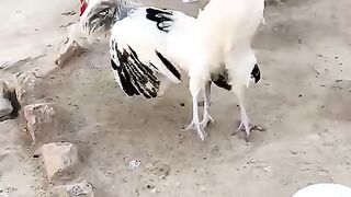 Animal fighting is one of the worst sin