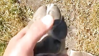 Dog funny