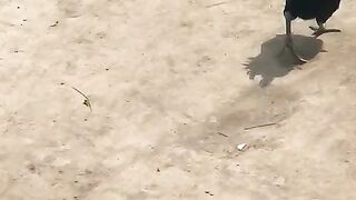 Cycle and the chicken