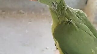 Son of parrot