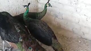 Can you fly