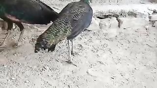 I can fly