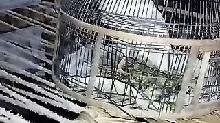 White bird ll cage