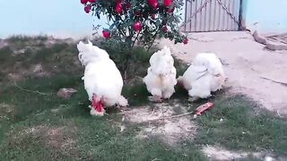Gulab ll phool