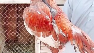 Ye kia kar Rahay ho