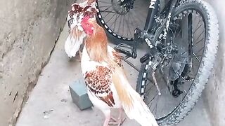 A small bicycle