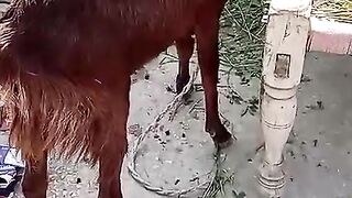 Bakri ka bacha