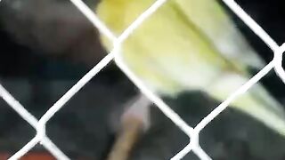 Green parrot ll green bird ll bird