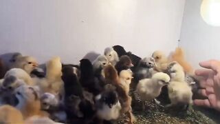 Chicken for