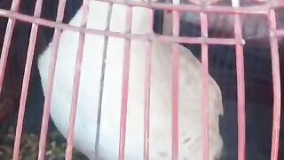 We are birds