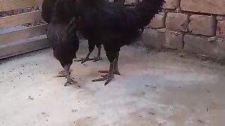 Blackies ll black