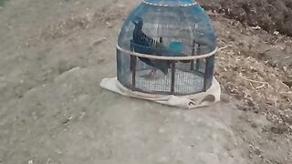 The cage is not orange