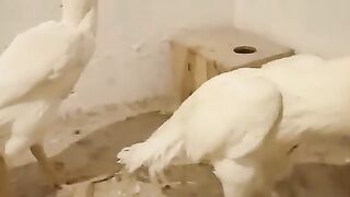 The flesh of chicken