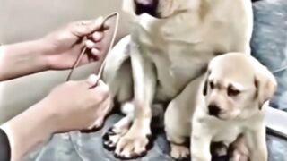 Emotional dog