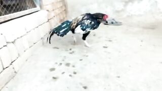 The rooster outside of the cage
