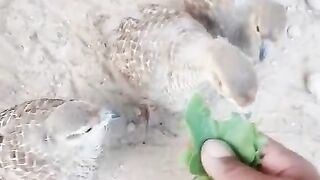Eating green leaf