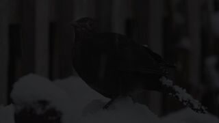 Butifull bards How to gat 1000 subscriber in 1day