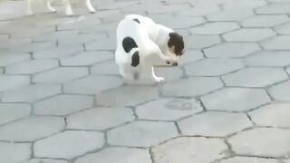 Funny puppy ????????????