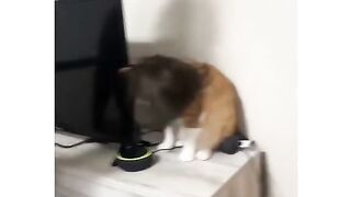 Funny video animal