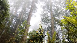 Lush Forest and Very Quiet to Be a Vacation Location Part - 1