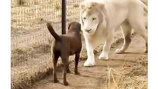Funny video animal