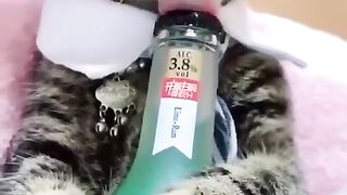 Funny cat ????????