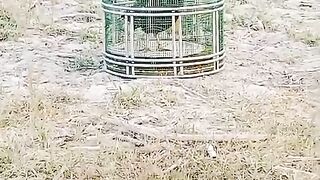 Aga terra zamana