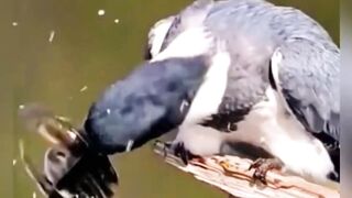 Bird fishing