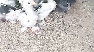The chicken Chinese