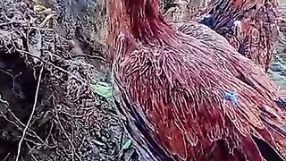Very beautiful red bull