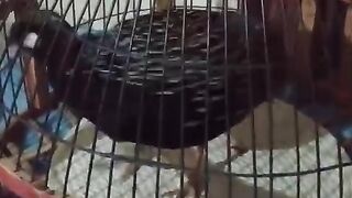 The teatar ll caged