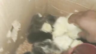 Chicken breed ll beautiful