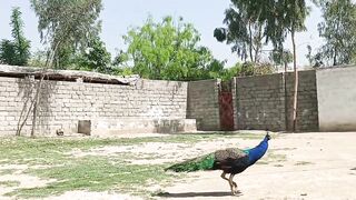 The blue tail of peacock