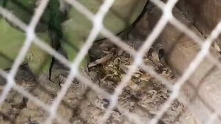 Treat the animals gently