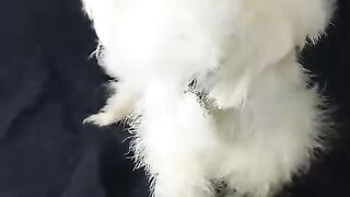 The founder
