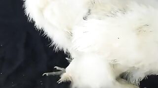 Cured