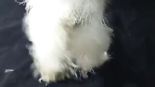 Silky chicken ll birds