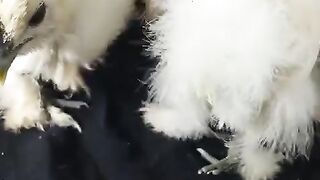 The beak of a silky