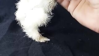The feathers grasshopper